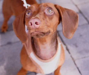 Cómo proteger a tu perro de la leishmania: guía completa para Parla