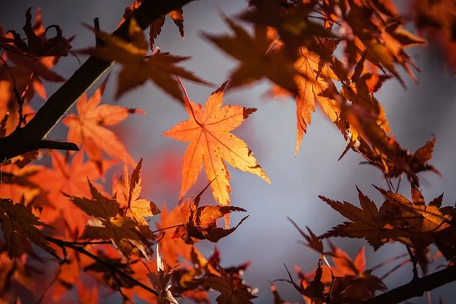 otoño
