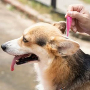 Protección con antiparasitarios externos: cómo elegir bien para tu mascota en Parla