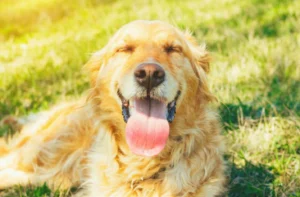 Síntomas de golpe de calor en perros: cómo reconocerlos a tiempo